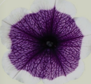 Bonnie Lavender face2